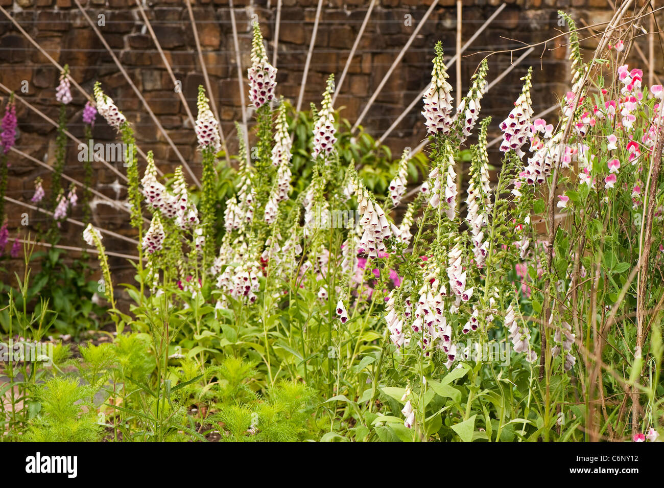 Foxgloves, Digitalis purpurea 'Pam's Choice' in The Fruit and Vegetable