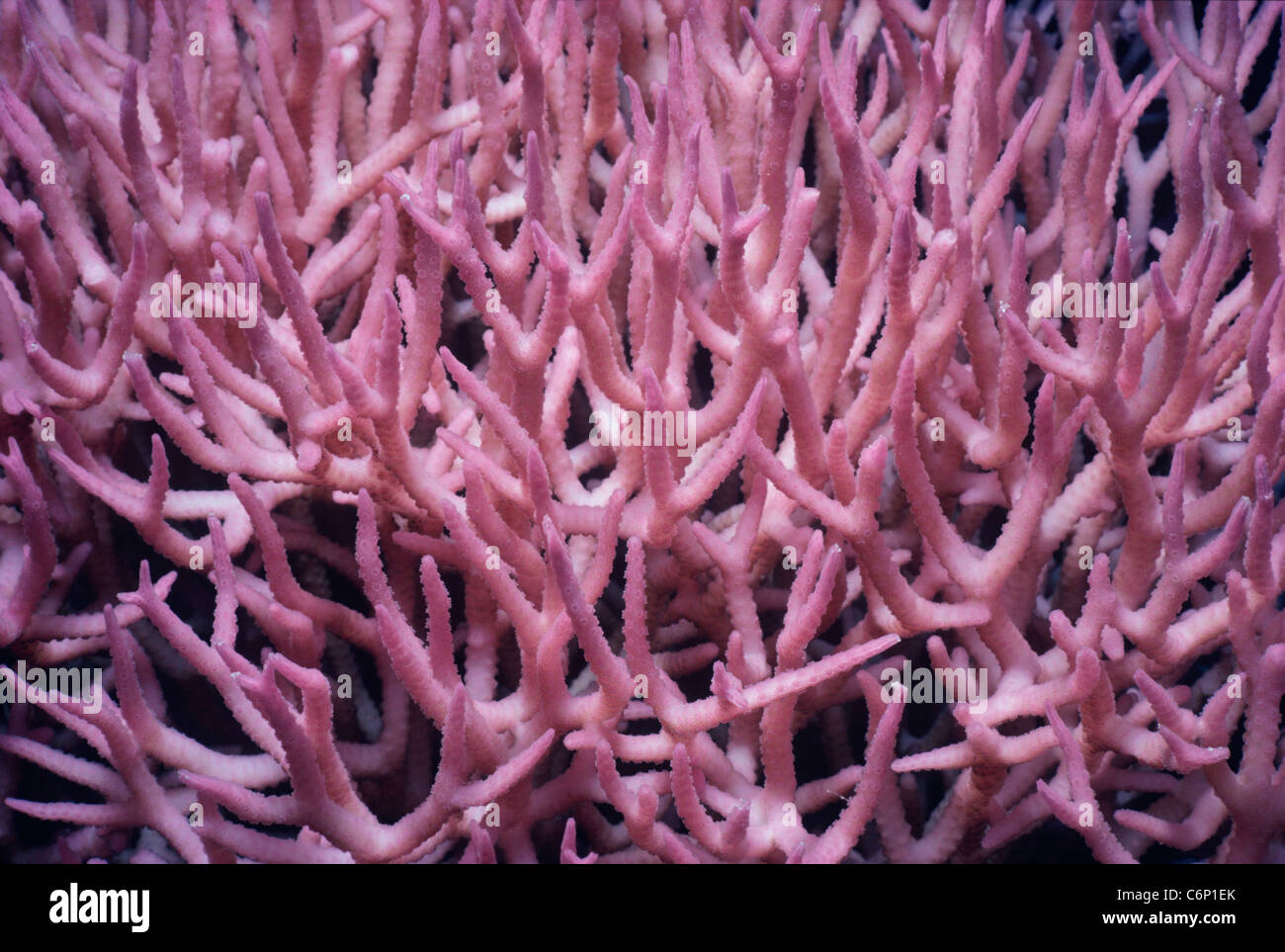 Staghorn Coral polyps. Red Sea, Egypt Stock Photo