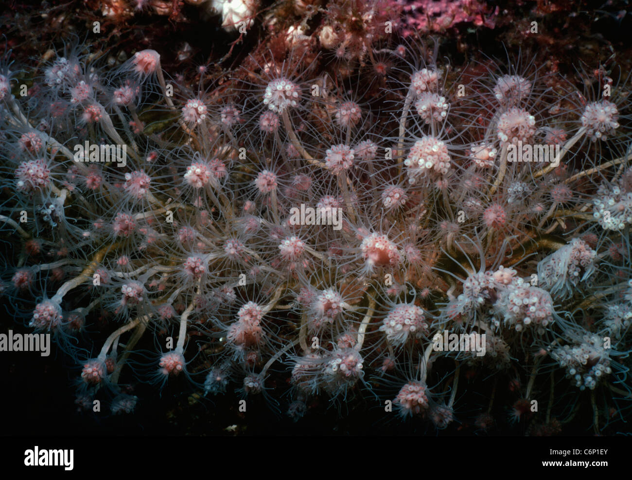 Pink Hearted Hydroids (Tubularia) feeding on plankton. New England, USA, North Atlantic Ocean Stock Photo