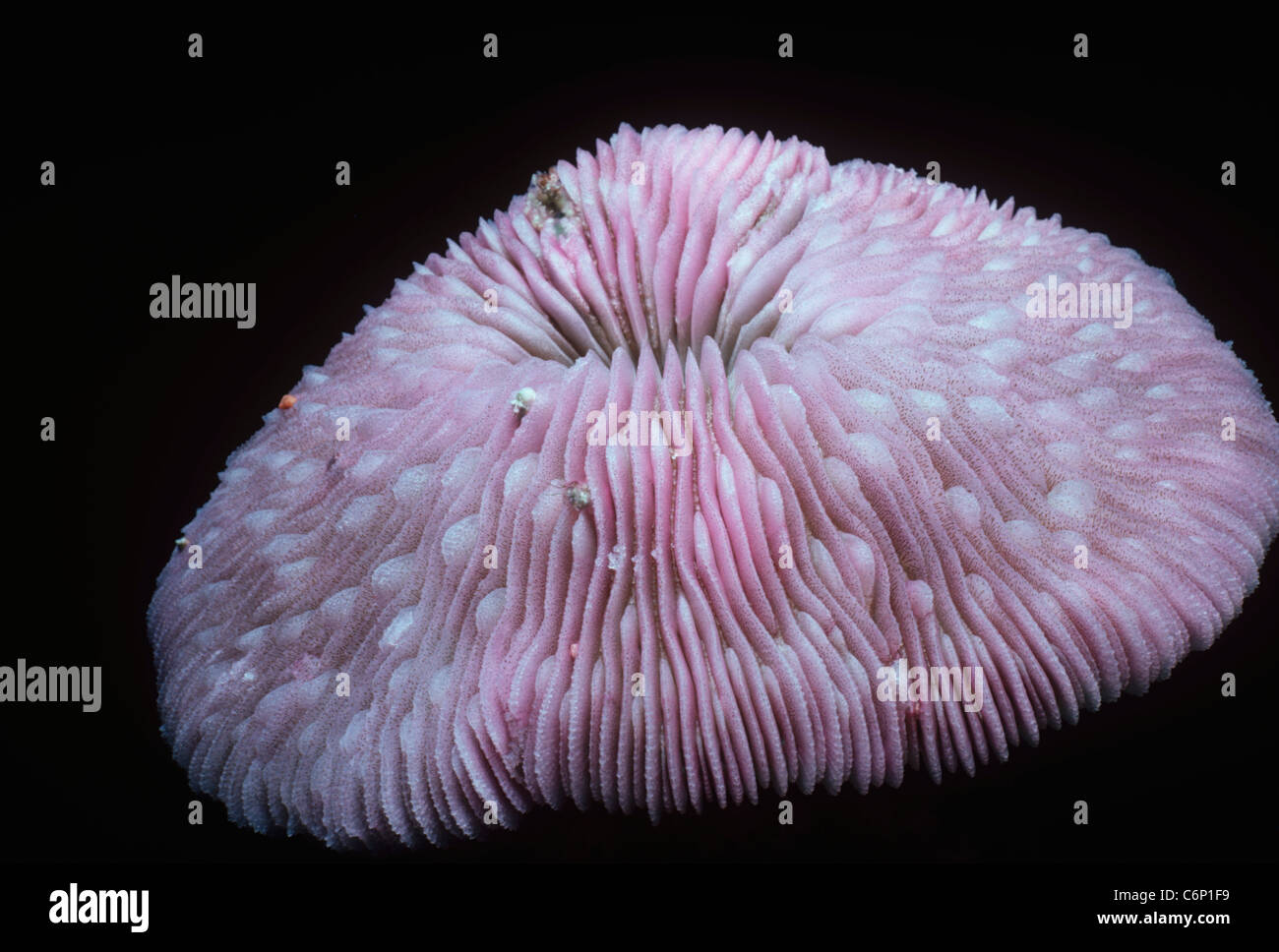 Mushroom Coral (Fungia fungites). Red Sea, Egypt Stock Photo