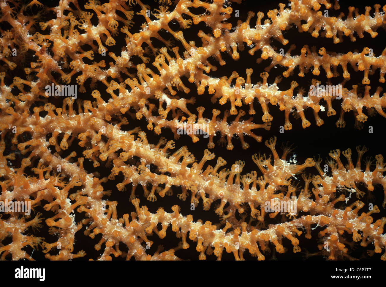 Gorgonian Coral (Gorgonacea) polyps open and feeding. Red Sea, Egypt Stock Photo