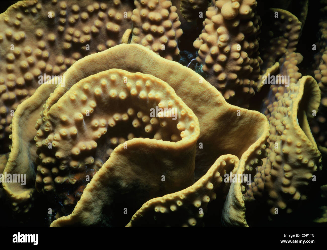 Stony Coral (Scleractinia) polyps. Red Sea, Egypt Stock Photo