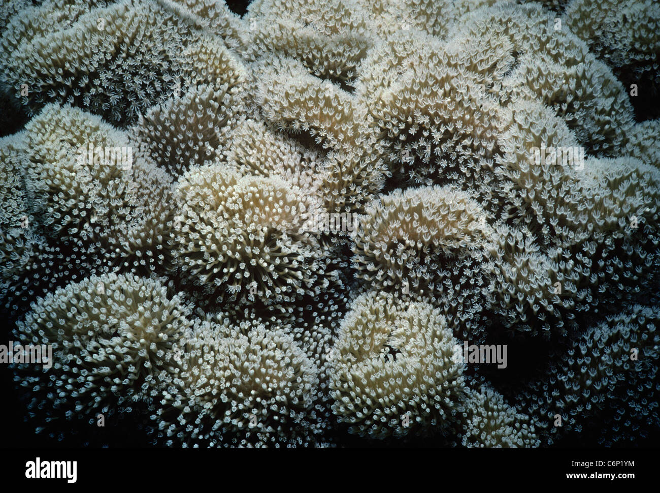 Elephant Ear Coral (Sarcophyton trocheliophorum), also known as Sarcophyton coral, polyps open and feeding. Egypt, Red Sea Stock Photo