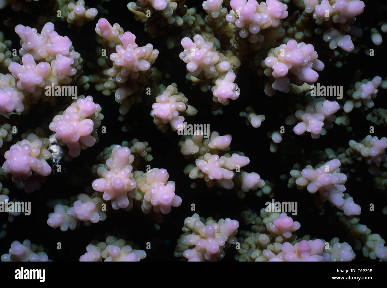 Finger-like towers of Staghorn Coral (Tubinaria mesenterina). Egypt, Red Sea Stock Photo