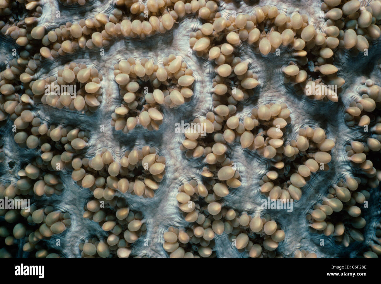 Stony Coral (Scleractinia) polyps. Papua New Guinea, Bismarck Sea Stock Photo