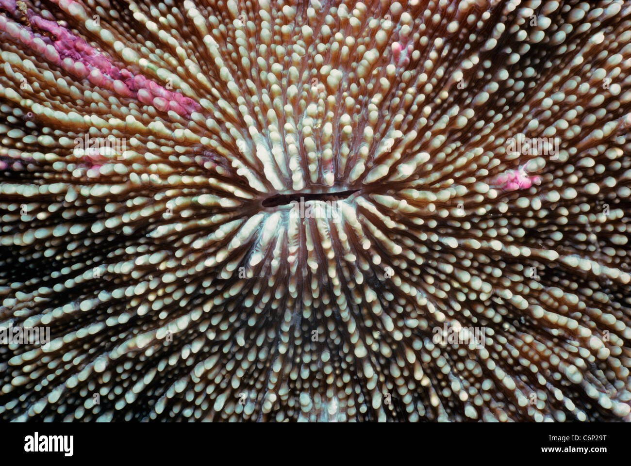 Mushroom Coral (Fungia fungites) polyp. Papua New Guinea, Bismarck Sea Stock Photo