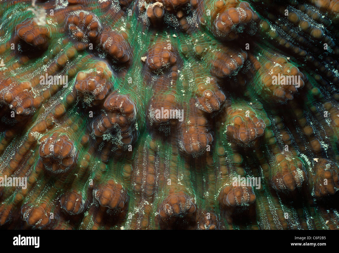 Stony Coral (Scleractinia) polyps. Papua New Guinea, Bismarck Sea Stock Photo