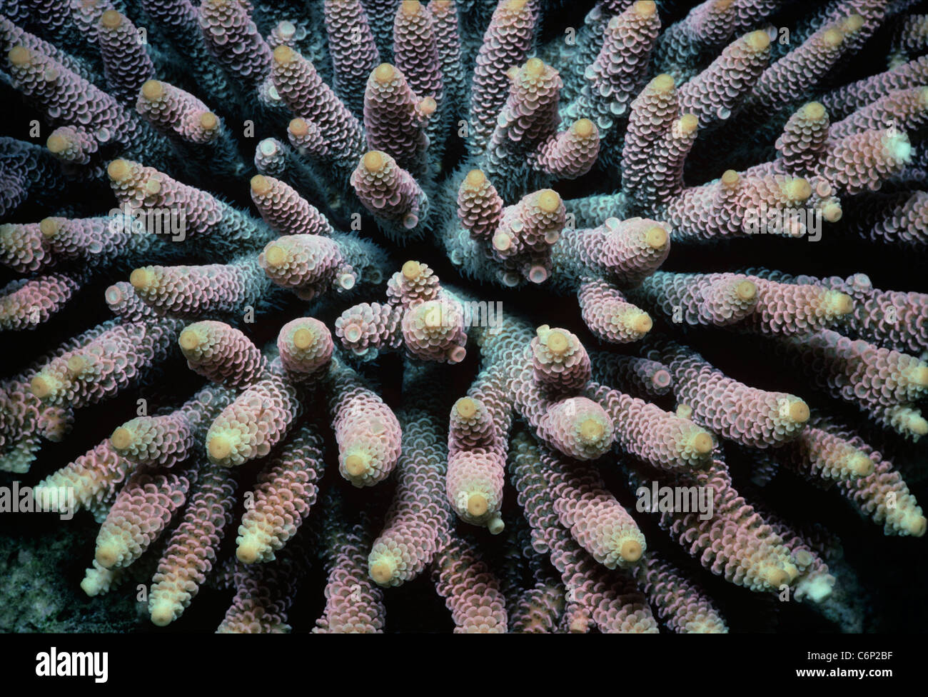 Stony Finger Coral (Acropora humilis). Papua New Guinea, Bismarck Sea Stock Photo