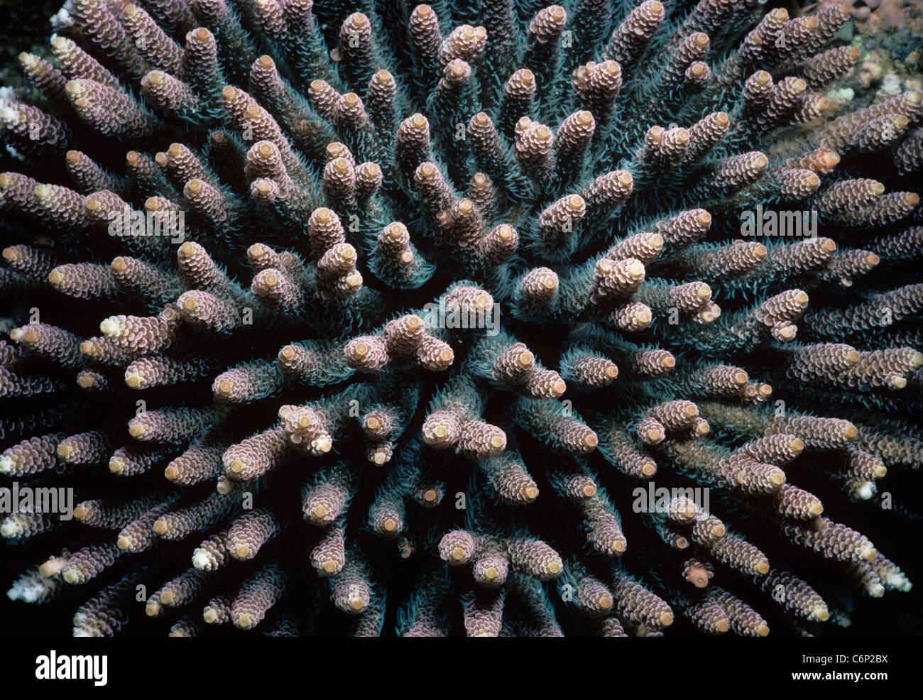 Stony Finger Coral (Acropora humilis). Papua New Guinea, Bismarck Sea Stock Photo