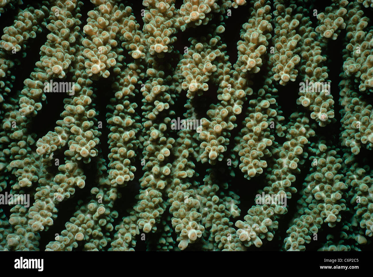 Stony Finger Coral (Acropora humilis). Papua New Guinea, Bismarck Sea. Stock Photo