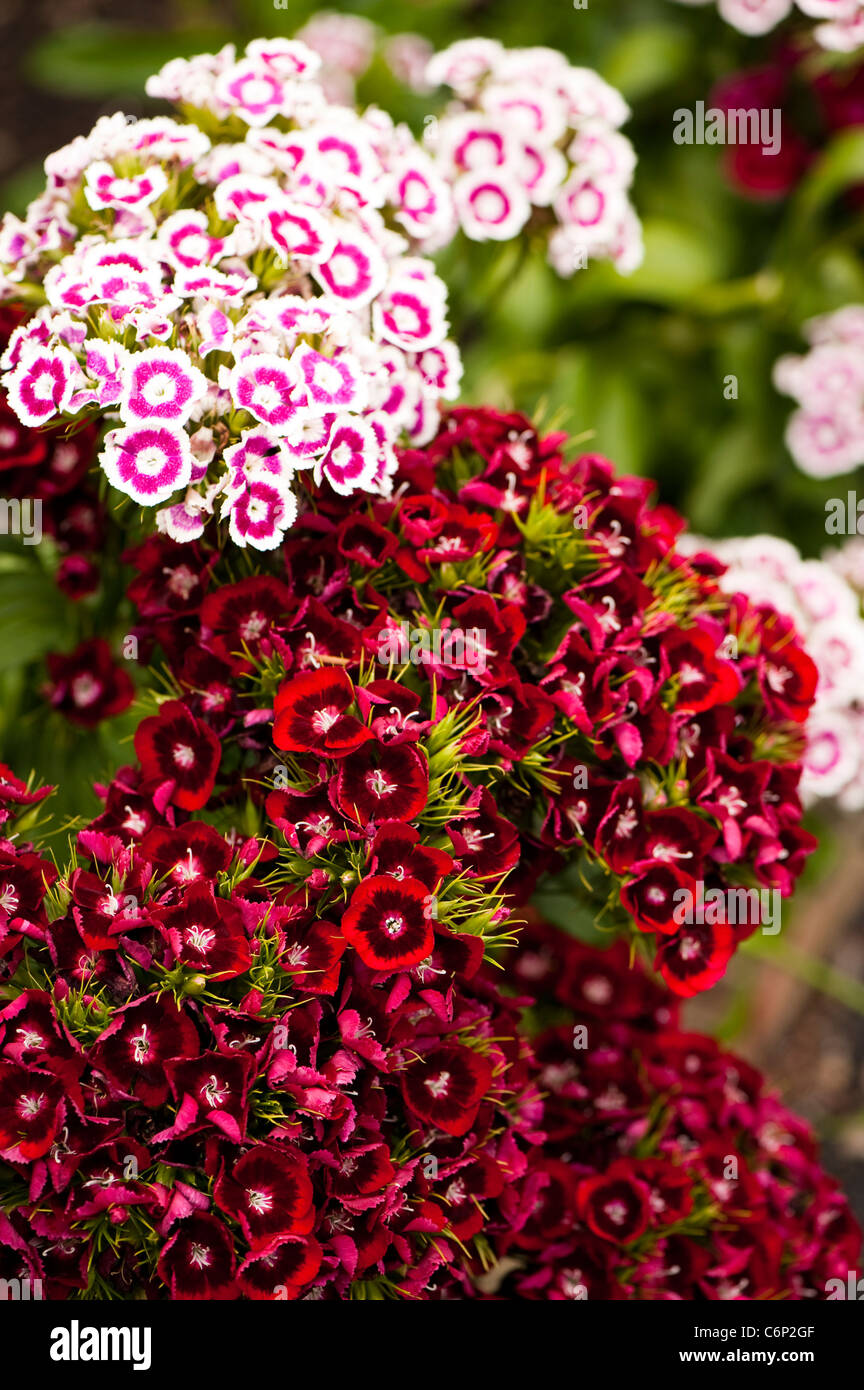 Sweet Williams, Dianthus Barbatus ‘Auricula Eyed Mixed’, in flower Stock Photo
