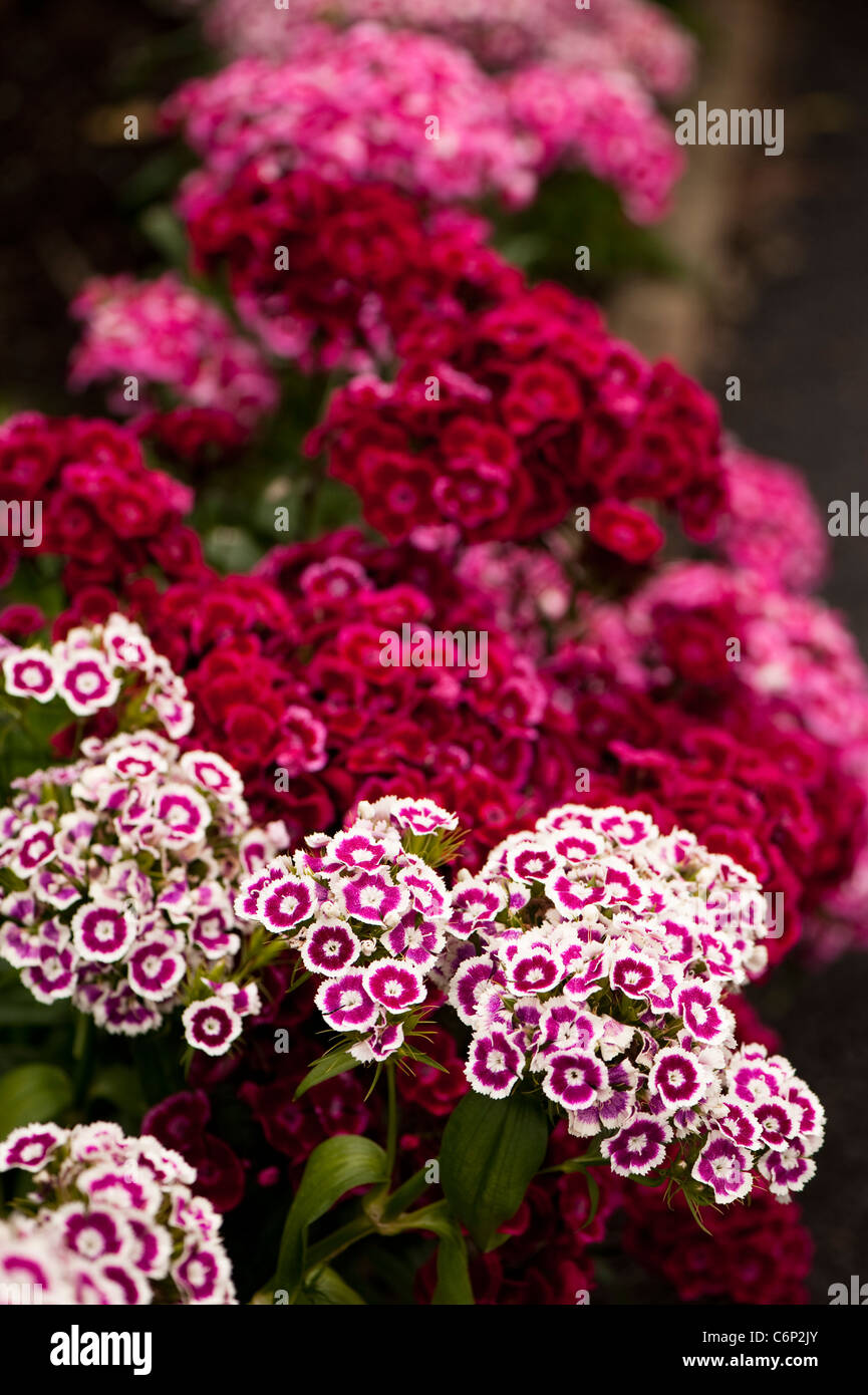 Sweet Williams, Dianthus Barbatus ‘Auricula Eyed Mixed’, in flower Stock Photo