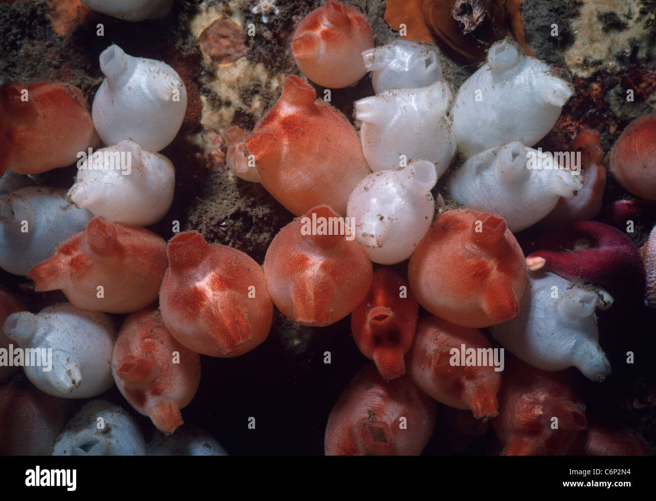 Sea Peaches (Halocynthia pyriformis), Tunicates, filter feeding on plankton. New England, USA, Atlantic Ocean Stock Photo