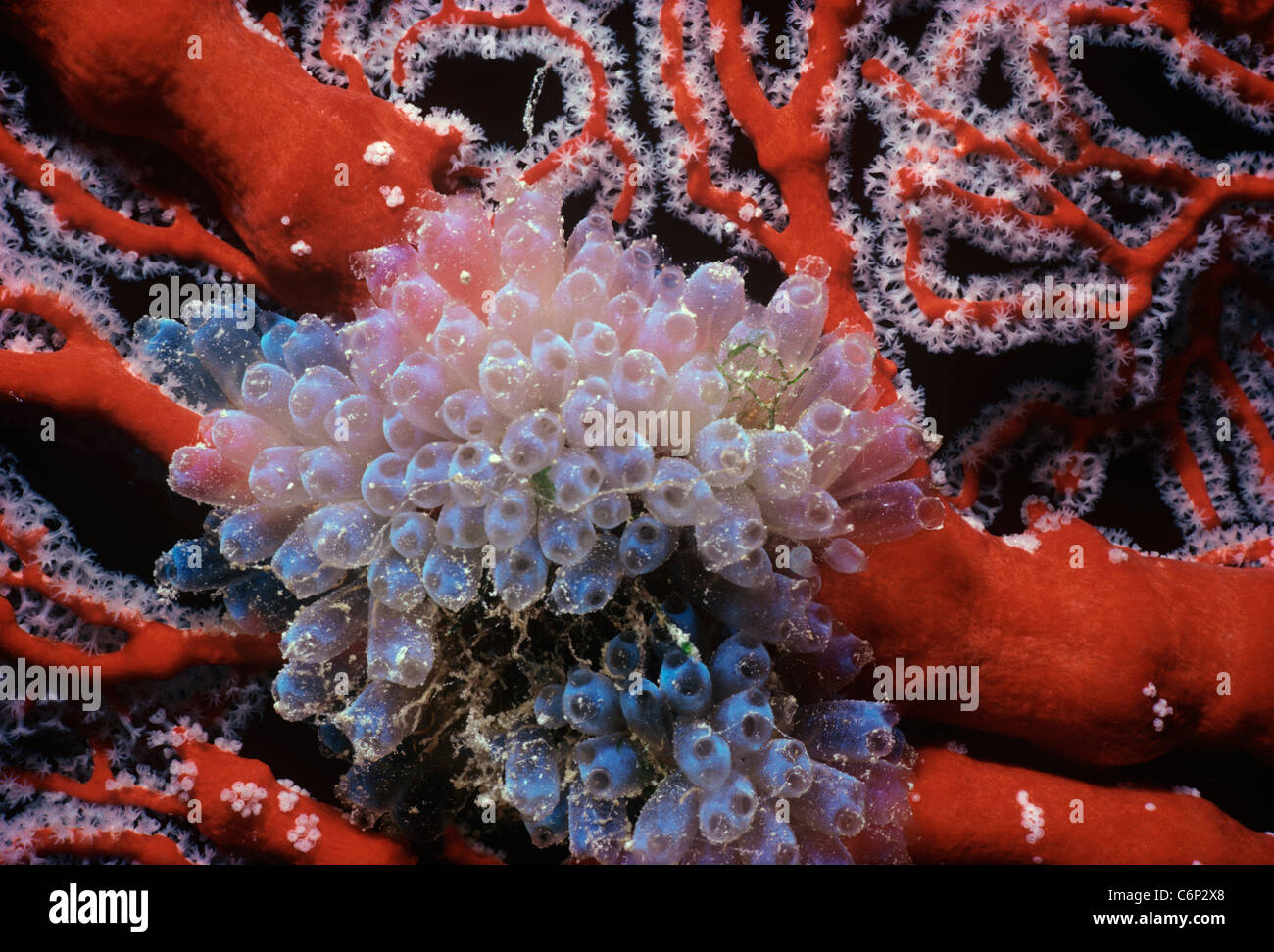 Colonial Tunicates (Clavelina sp.) growing on Gorgonian Coral (Gorgonacea). Palau Islands, Micronesia - Pacific Ocean Stock Photo