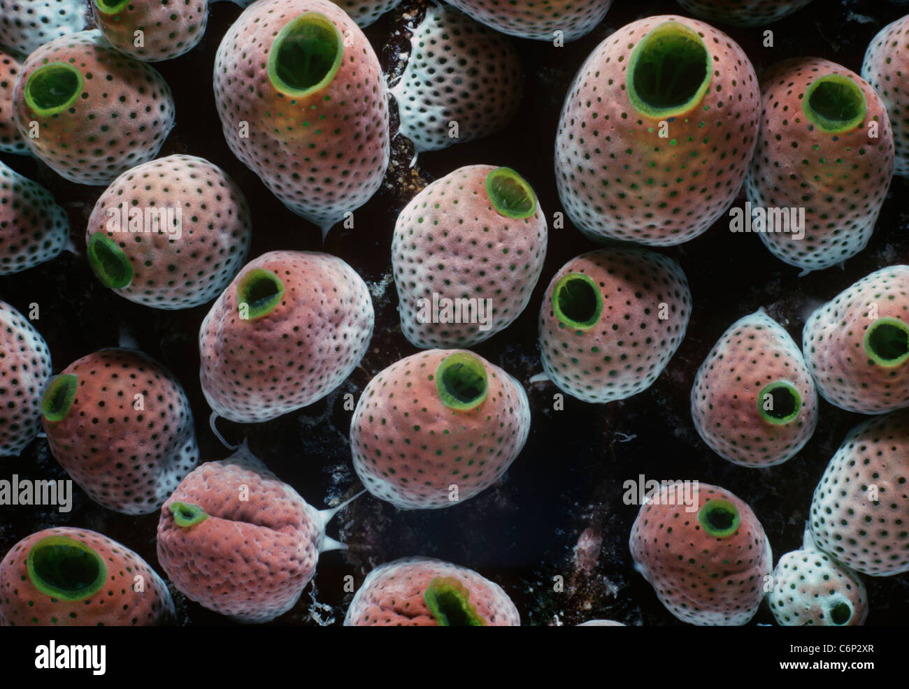 Green Barrel Colonial Tunicates (Didemnum molle) filter feeding. Borneo, South China Sea. Stock Photo