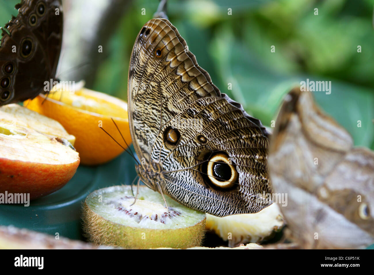 beautiful tropical butterfly on the fruit Stock Photo Alamy