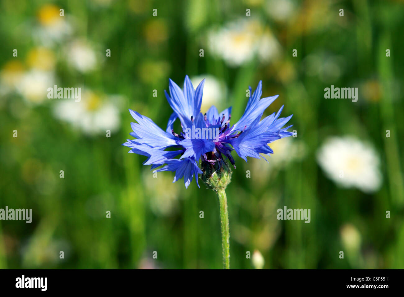 Knapweed up close hi-res stock photography and images - Alamy