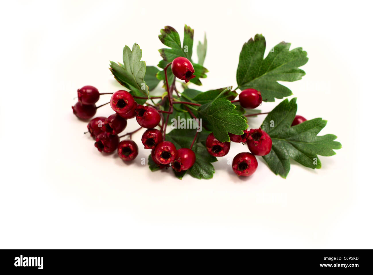 hawthorn berries on white background Stock Photo