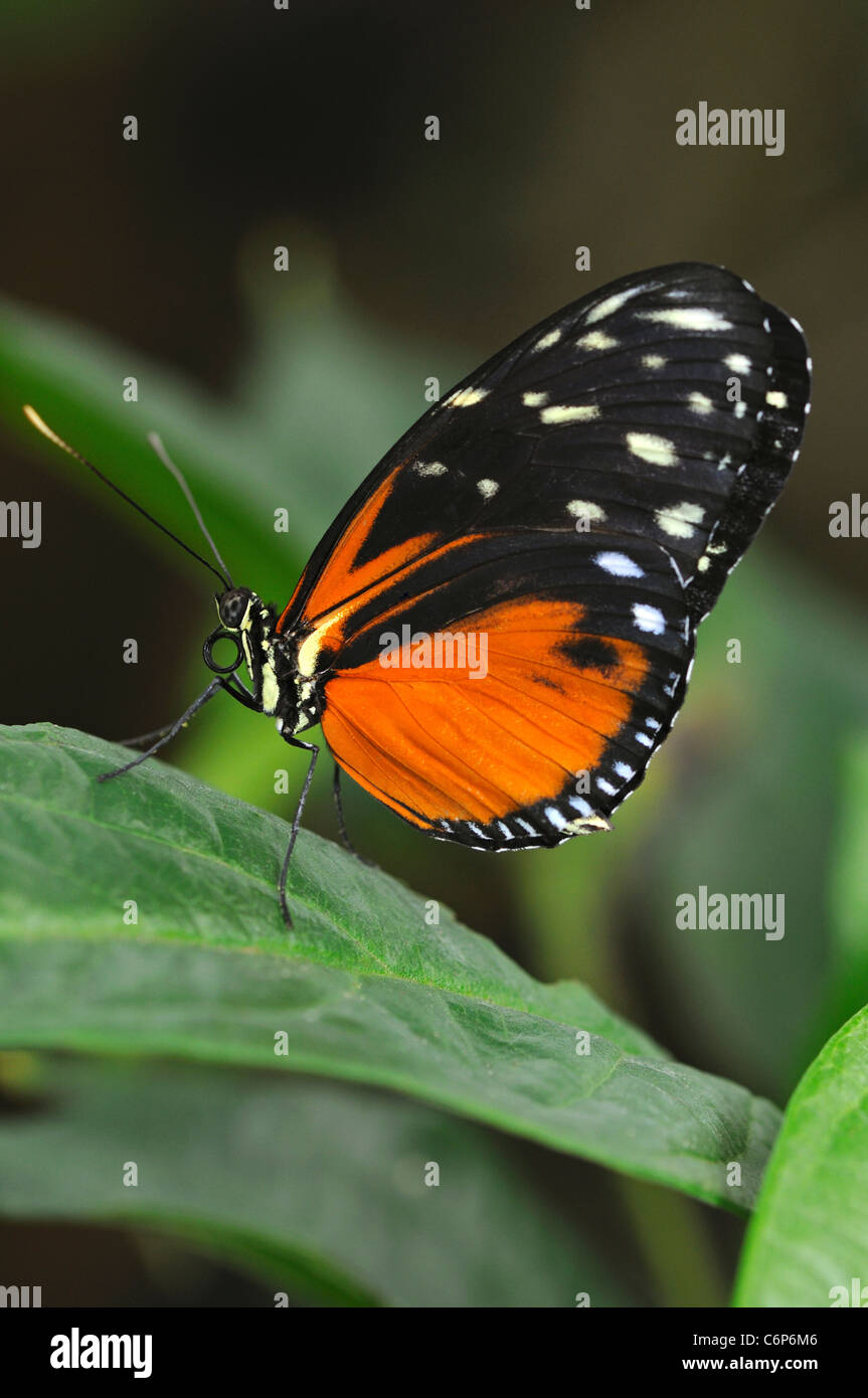 Tropical butterfly Tiger Longwing, Heliconius hecale Stock Photo