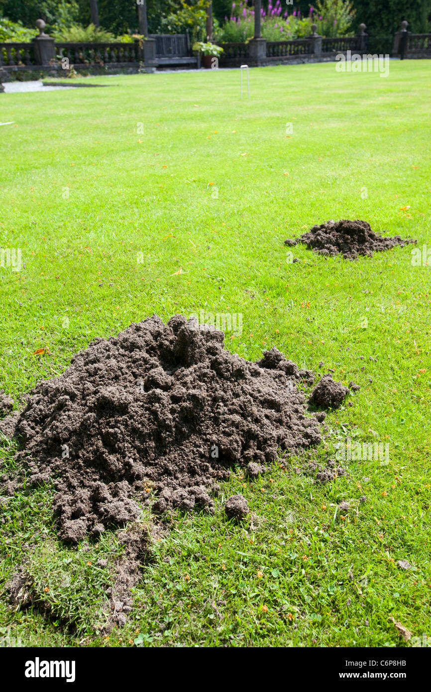 A mole hill on a croquet lawn in the grounds of Rydal Hall in the Lake District, UK. Stock Photo