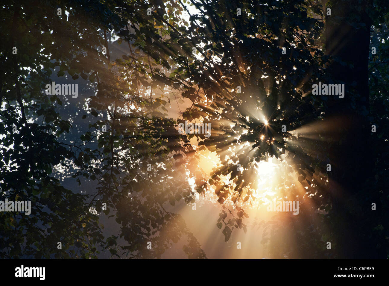 Sun rays through Horse chestnut tree in early morning misty English countryside Stock Photo