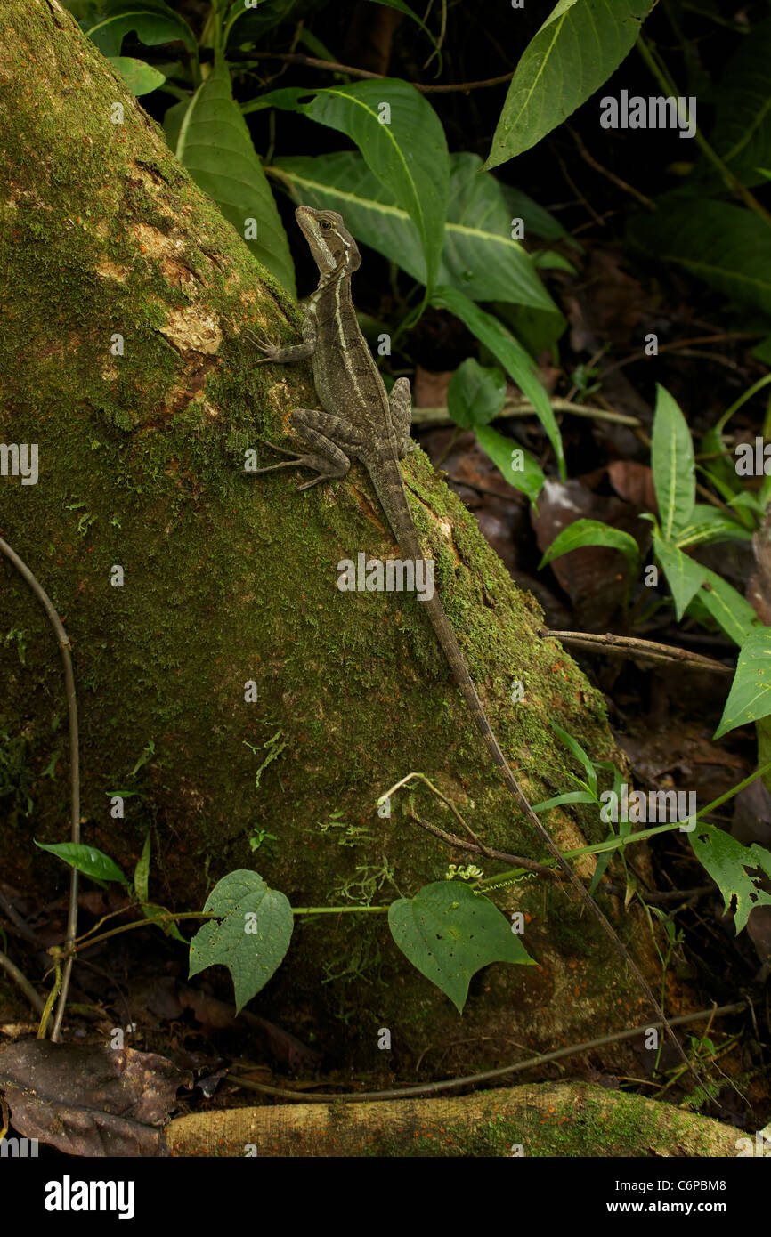 Common Basilisk - (Basiliscus basiliscus) - Costa Rica - tropical rainforest - capable of running across water Stock Photo