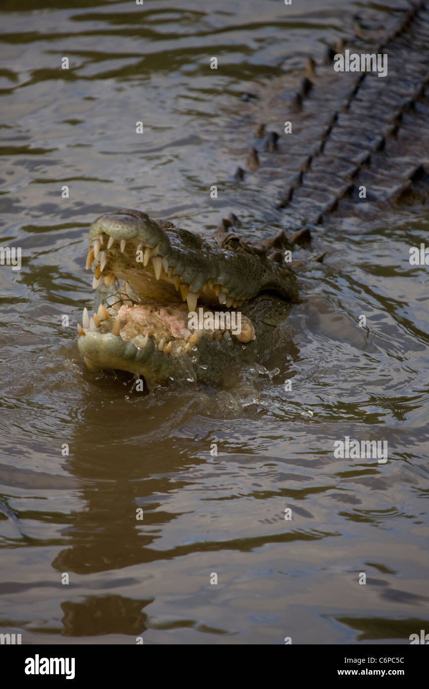 American Crocodile - Crocodylus acutus - Costa Rica - Tropical rainforest - eating Stock Photo