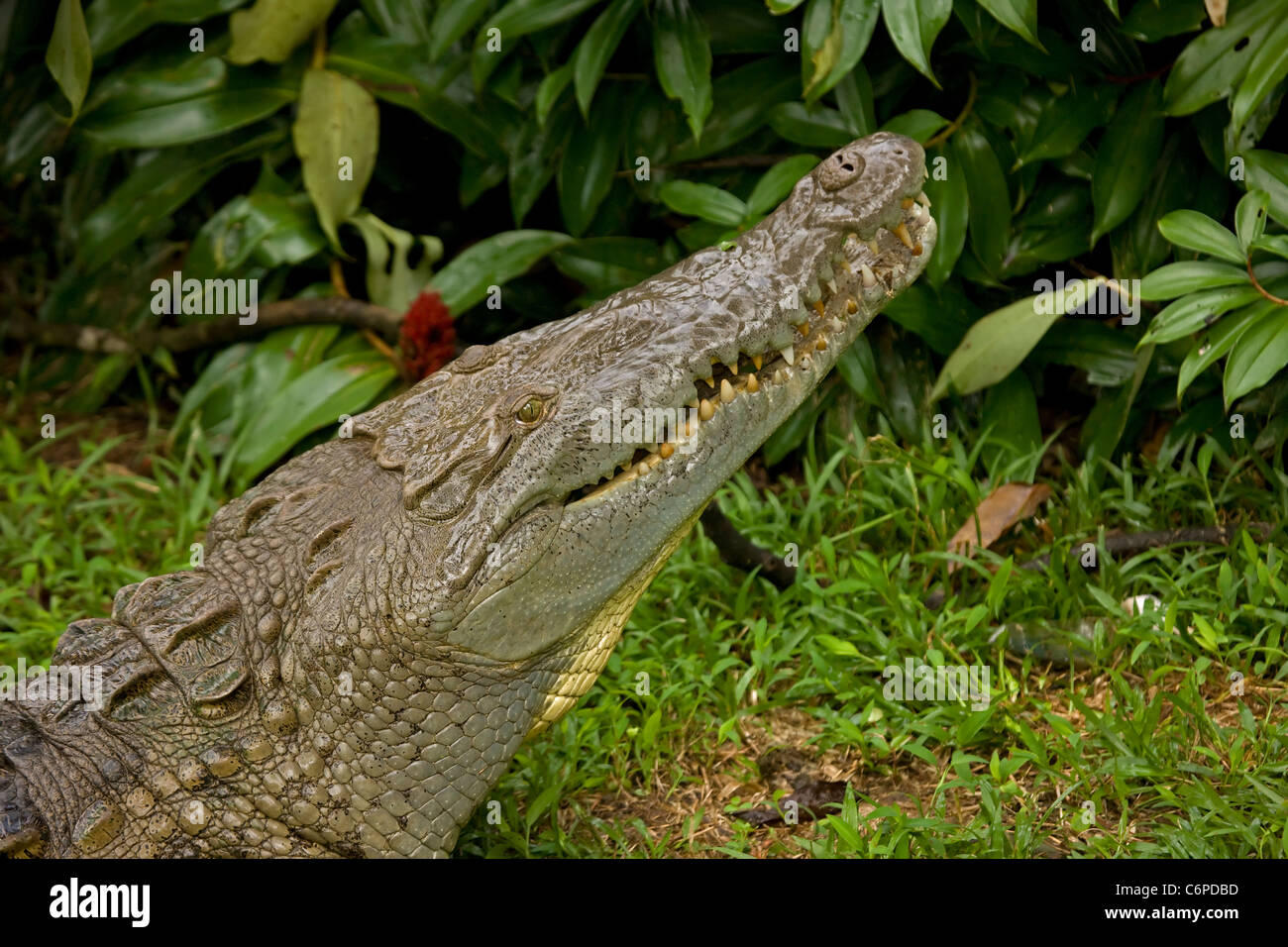 American Crocodile - Crocodylus acutus - Costa Rica - Tropical rainforest - eating Stock Photo