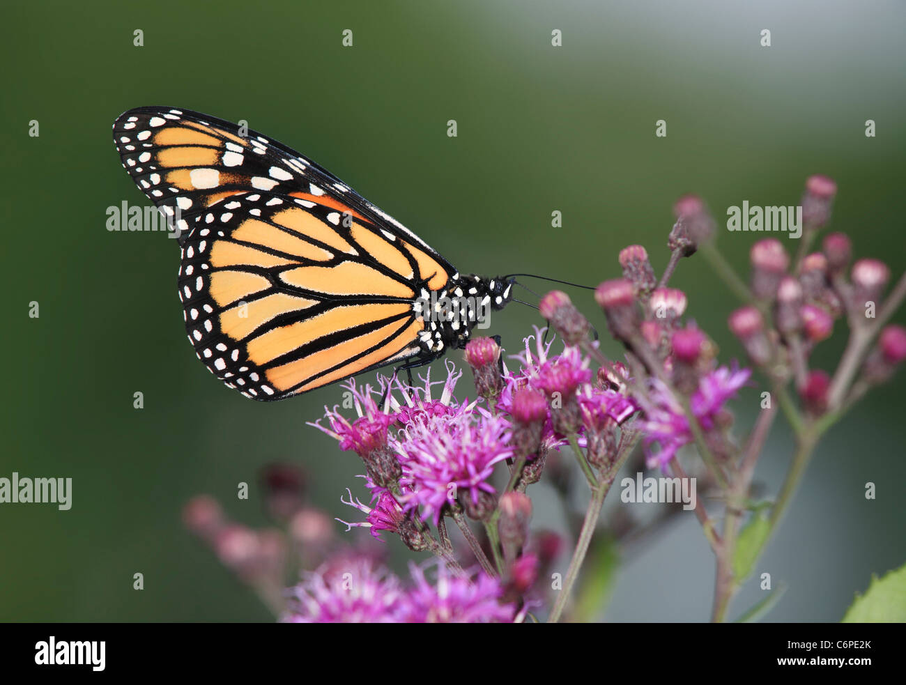 A Monarch Butterfly On Purple Flowers, Danaus plexippus Stock Photo - Alamy