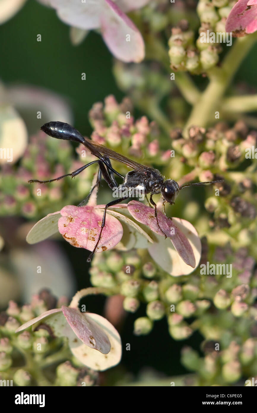 The Two Spotted Digger Wasp, A Variety Of The Thread Waisted Wasp, Eremnophila aureonotata Stock Photo