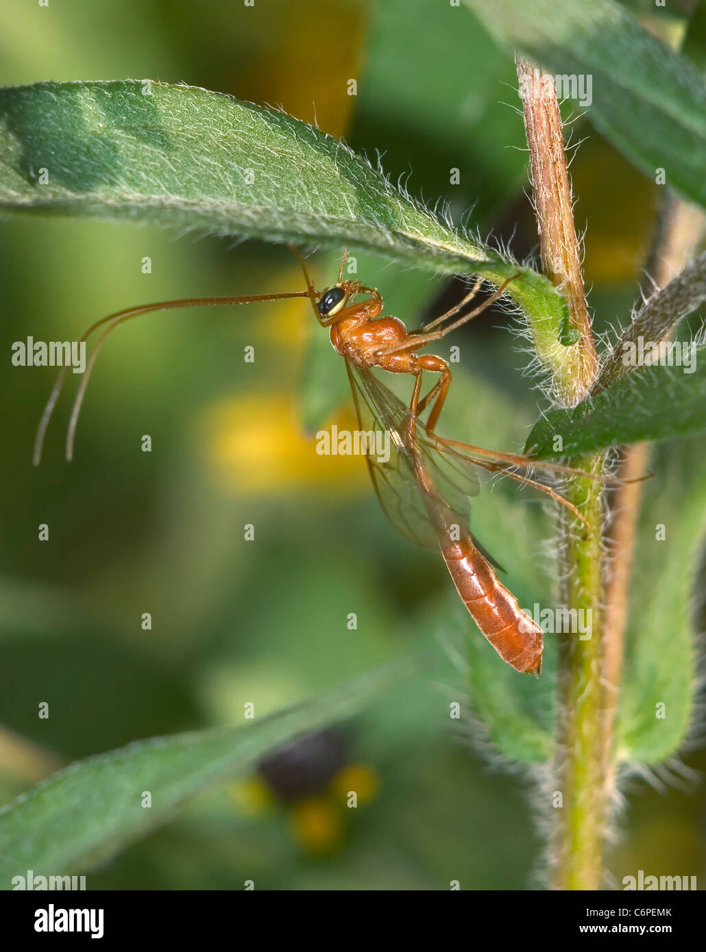 A Fascinating Looking Creature, An Orange Thread Waisted Wasp, Short-tailed Ichneumon, Ophion nigrovarius Stock Photo