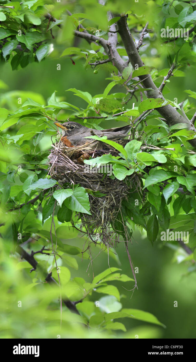 Mother robin hi-res stock photography and images - Alamy