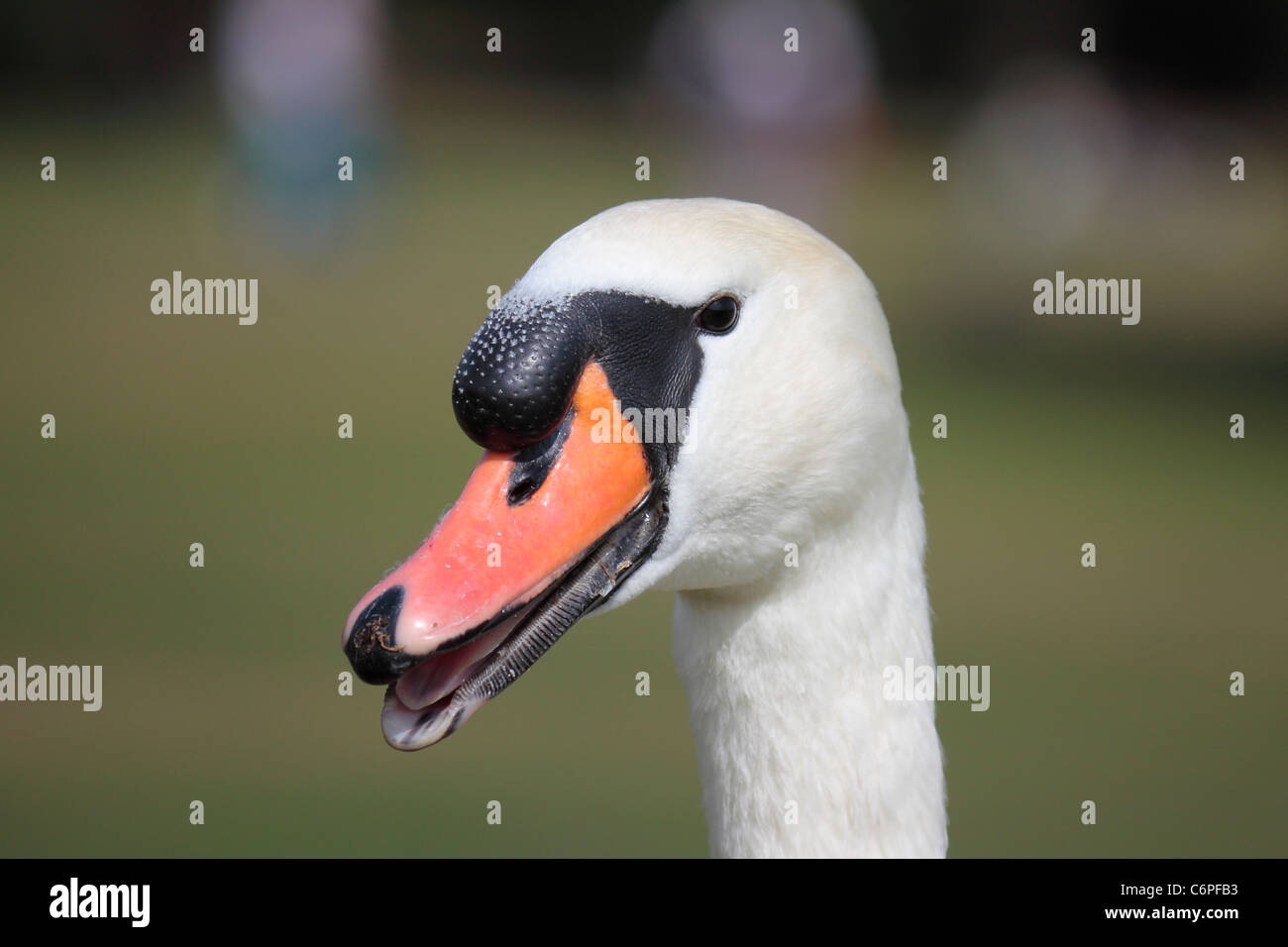 Close up of a white male mute swan's head with its beak slightly open revealing its tongue and the serrations along its beak. Stock Photo