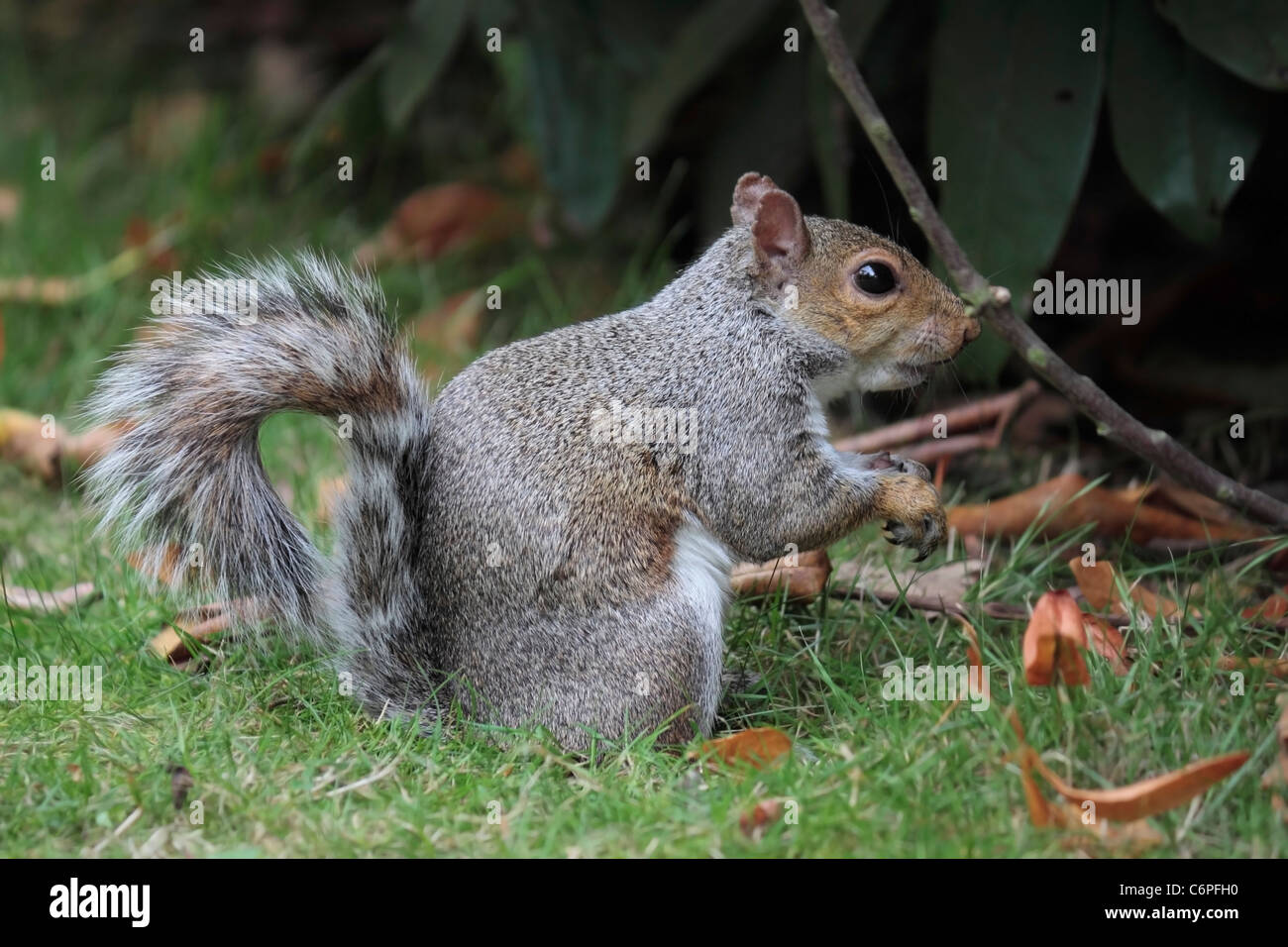 Grey Squirrel (Sciurus carolinensis) foraging for food - side full body view. Stock Photo