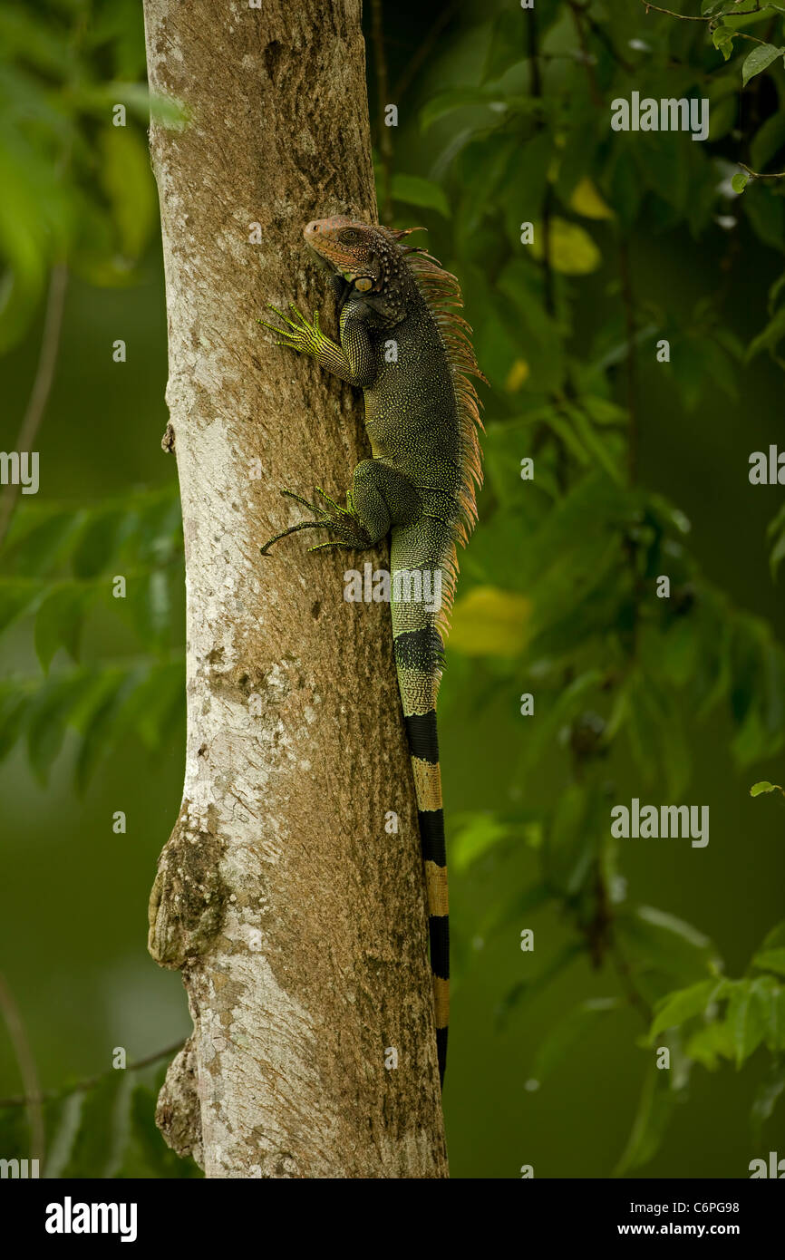 Green Iguana - (Iguana iguana) - Costa Rica - Tropical rainforest Stock Photo