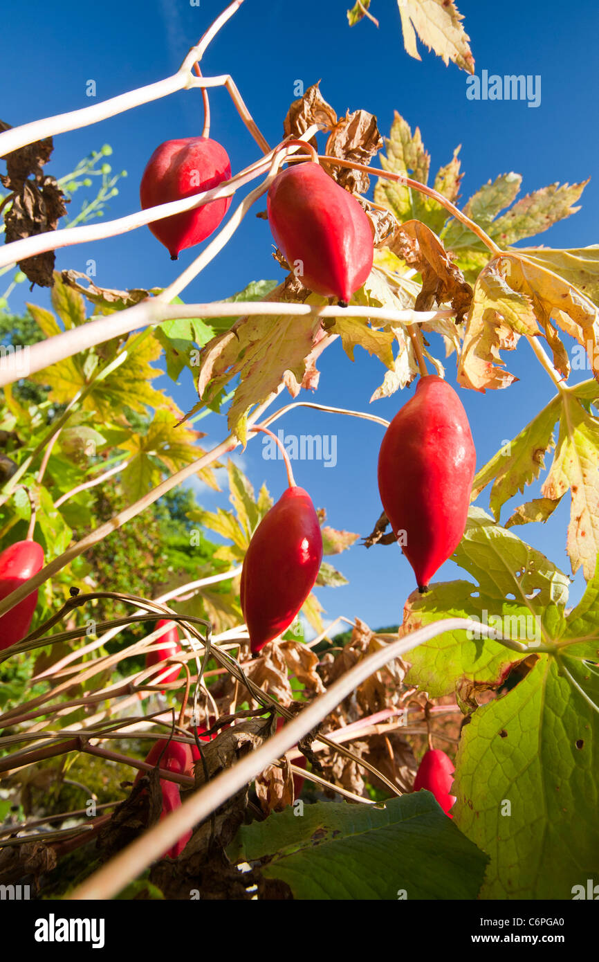 The fruits of Podophyllum hexandrum, or Himalayan may apple, also known as the Indian may apple. Stock Photo