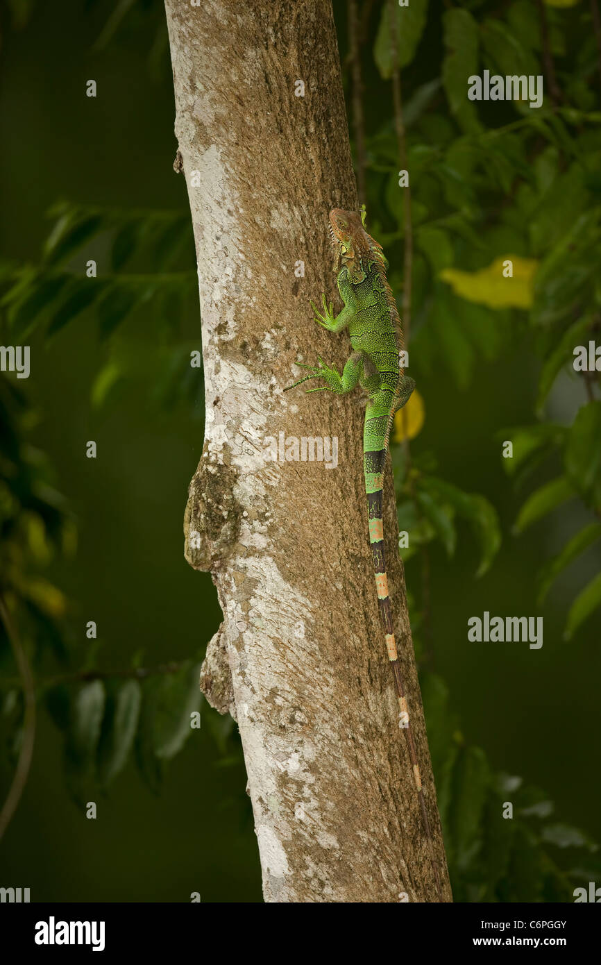 Green Iguana - (Iguana iguana) - Costa Rica - Tropical rainforest Stock Photo