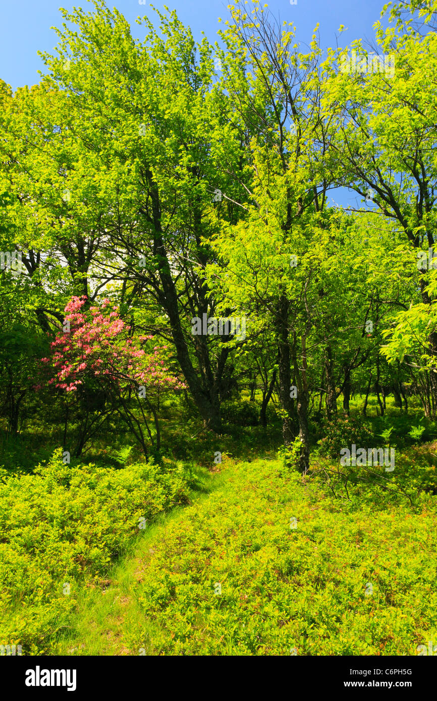 Hidden PassageTrail, Flat Rock and Roaring Plains, Dolly Sods, Dry Creek, West Virginia, USA Stock Photo