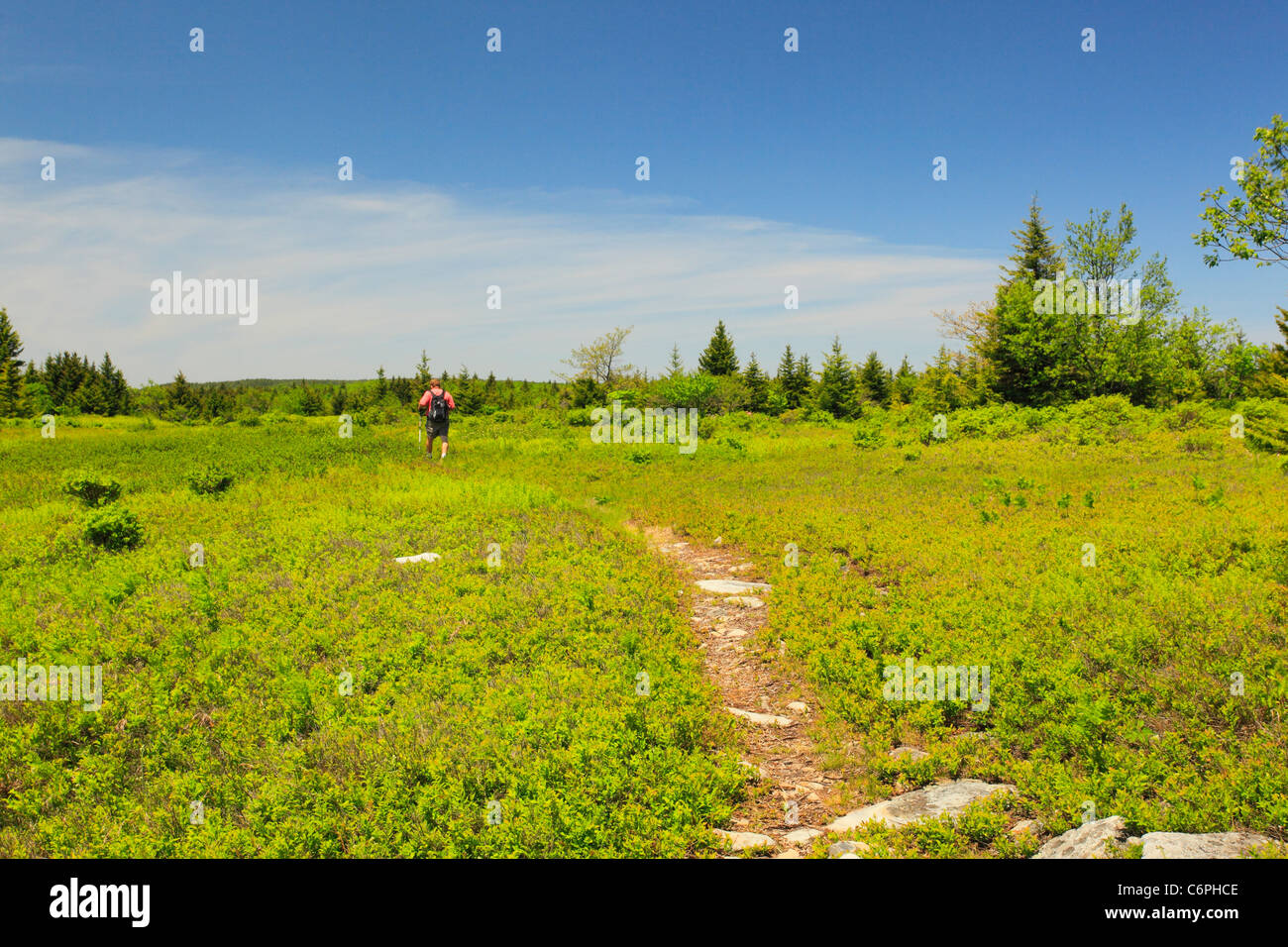 Hidden PassageTrail, Flat Rock and Roaring Plains, Dolly Sods, Dry Creek, West Virginia, USA Stock Photo