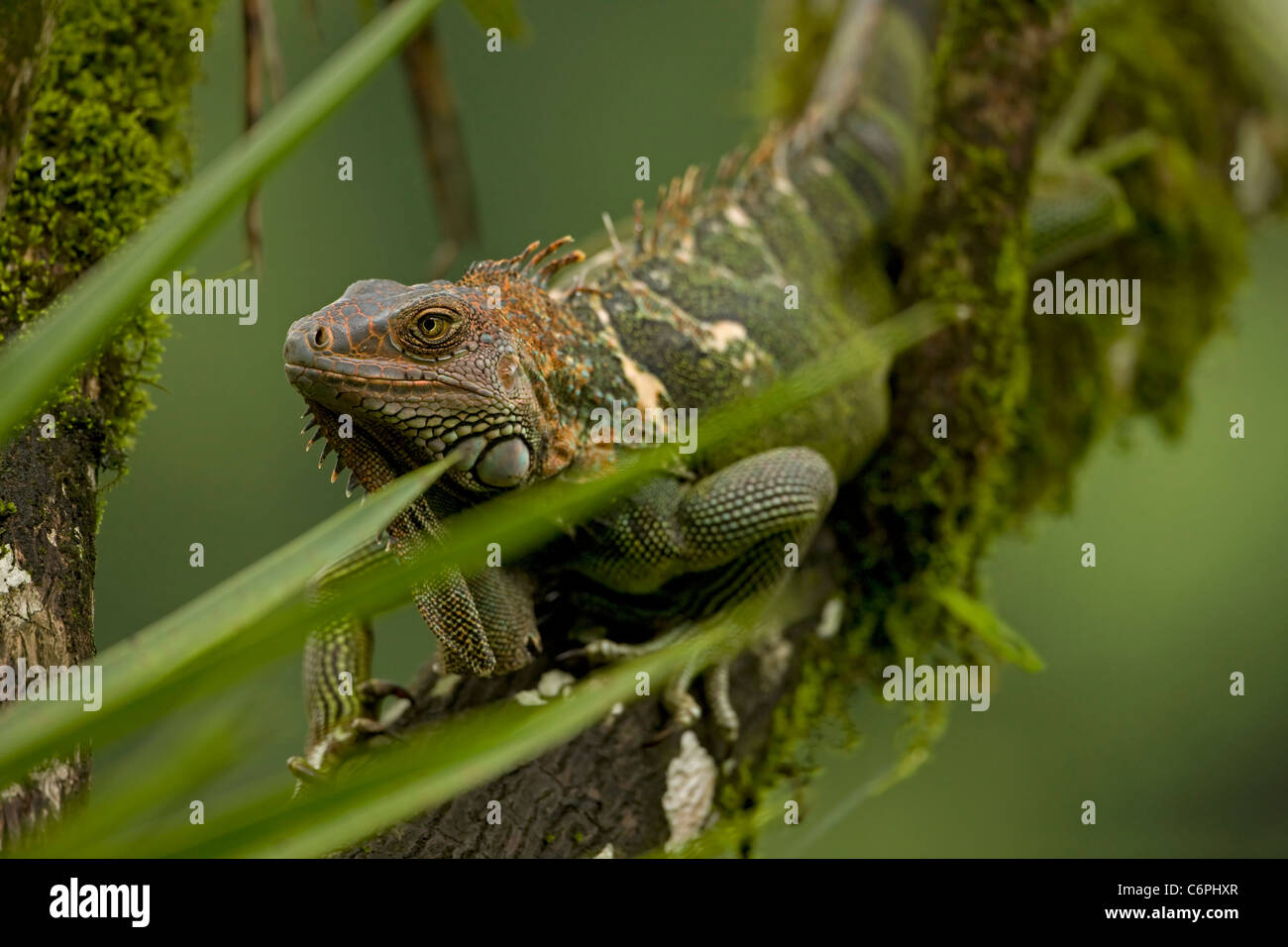 Green Iguana - (Iguana iguana) - Costa Rica - Tropical rainforest Stock Photo