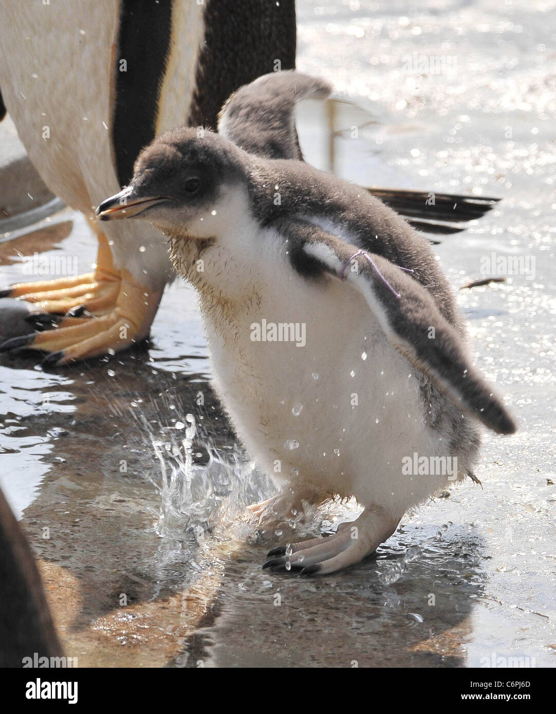 Penguin chicks are cute attraction at Edinburgh Zoo These gentoo