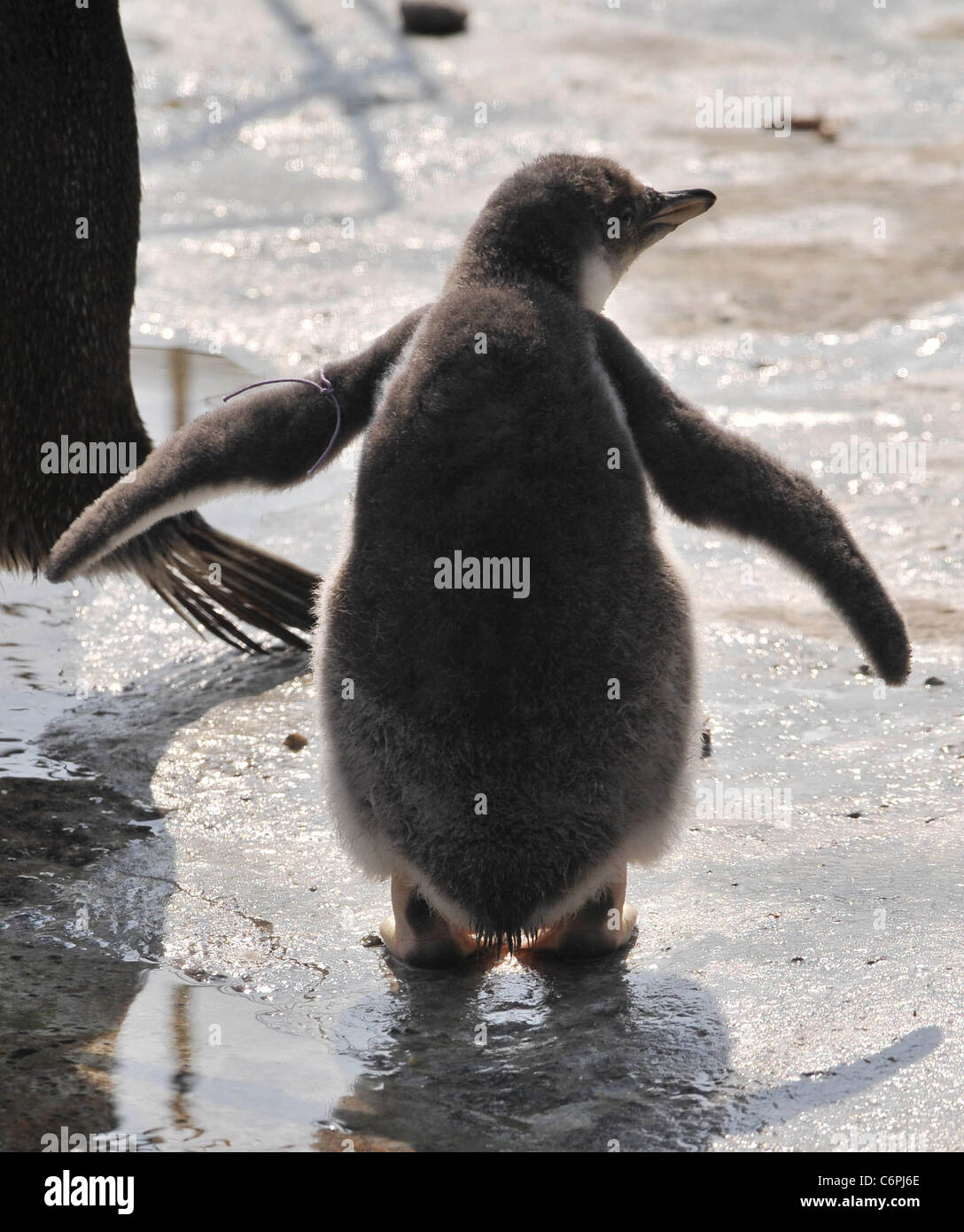Ritual mating displays hi-res stock photography and images - Alamy