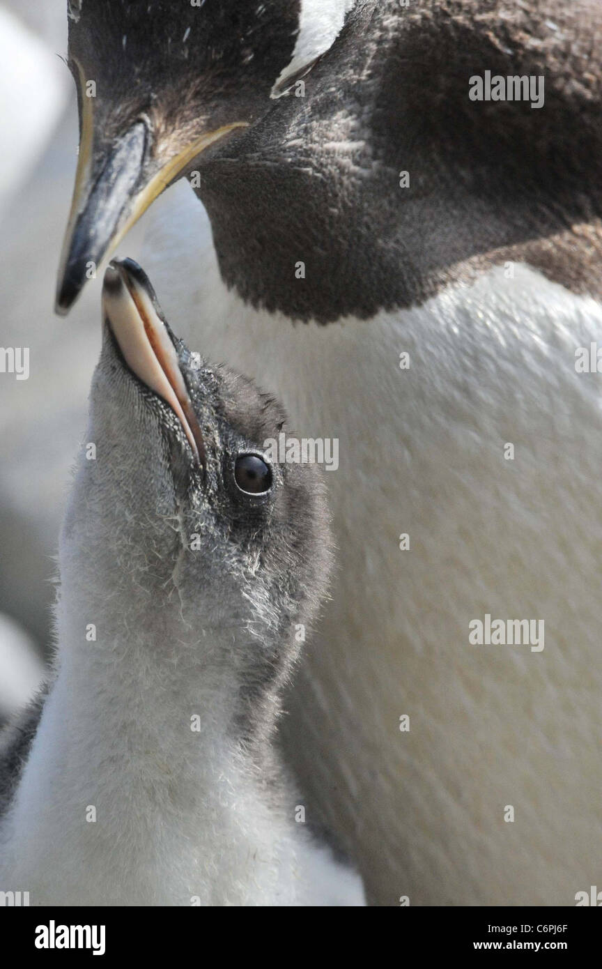 Penguin chicks are cute attraction at Edinburgh Zoo These gentoo