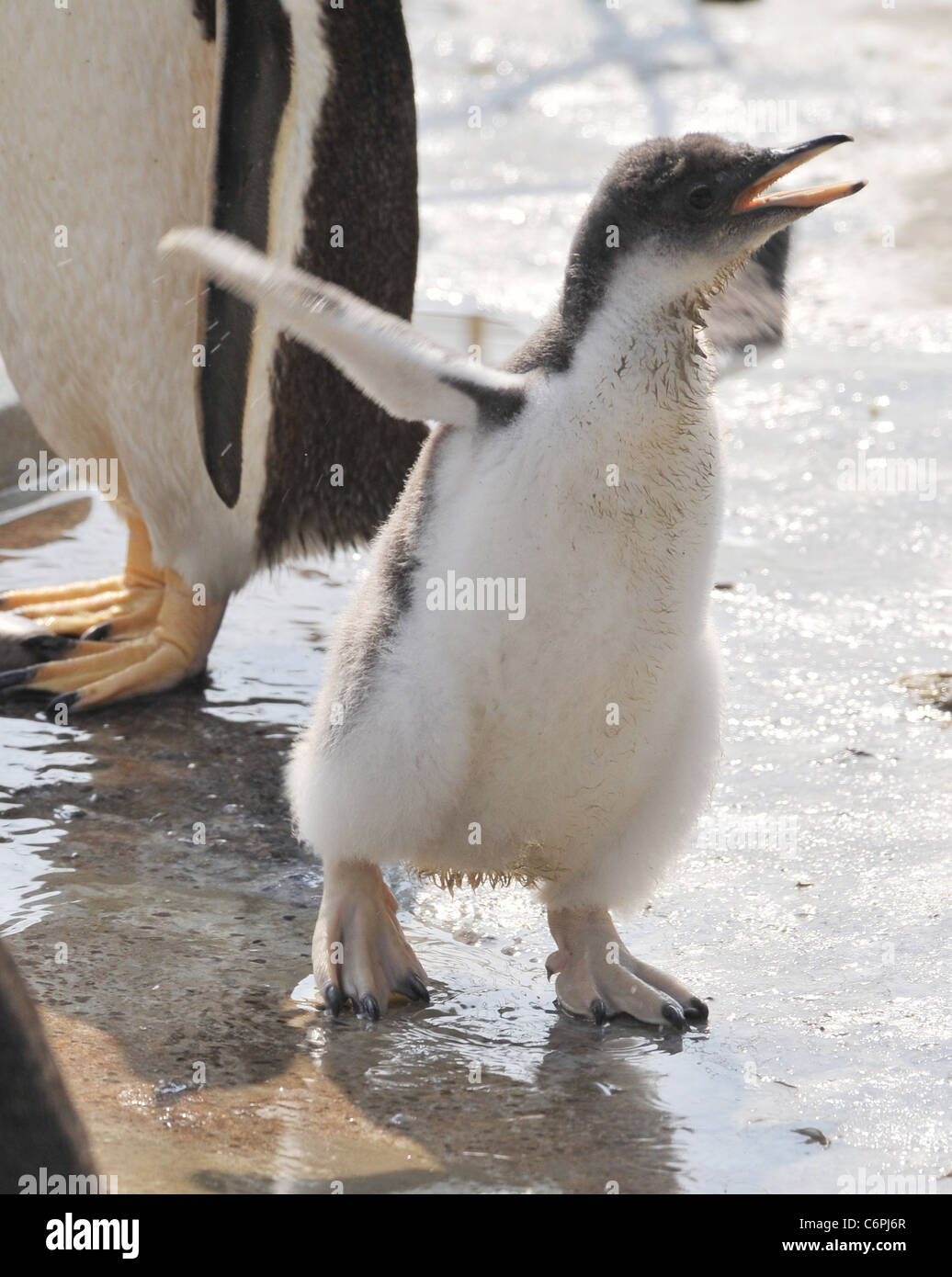 Penguin chicks are cute attraction at Edinburgh Zoo These gentoo