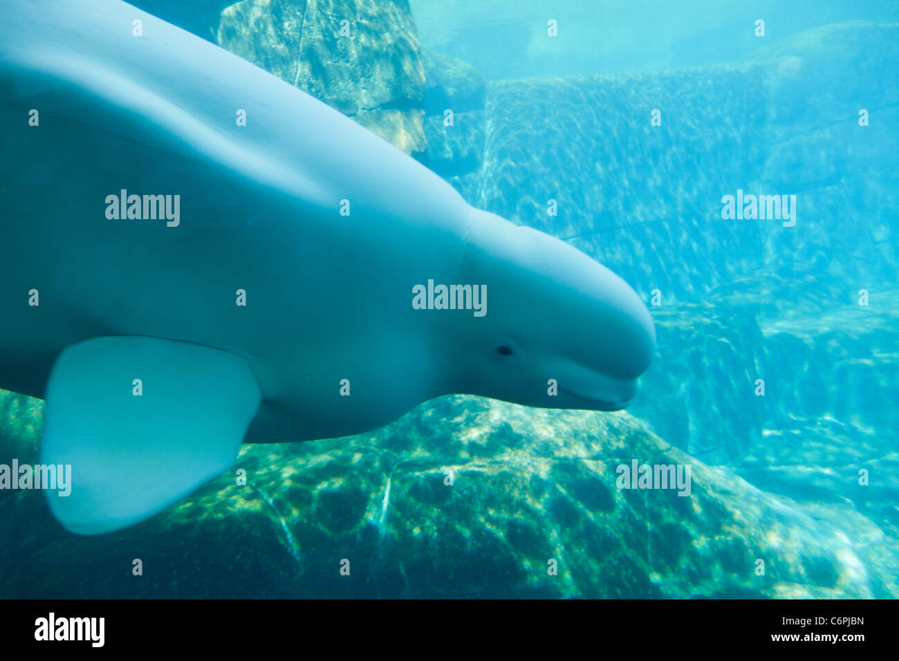 The front end of an adult female beluga diving under water Stock Photo
