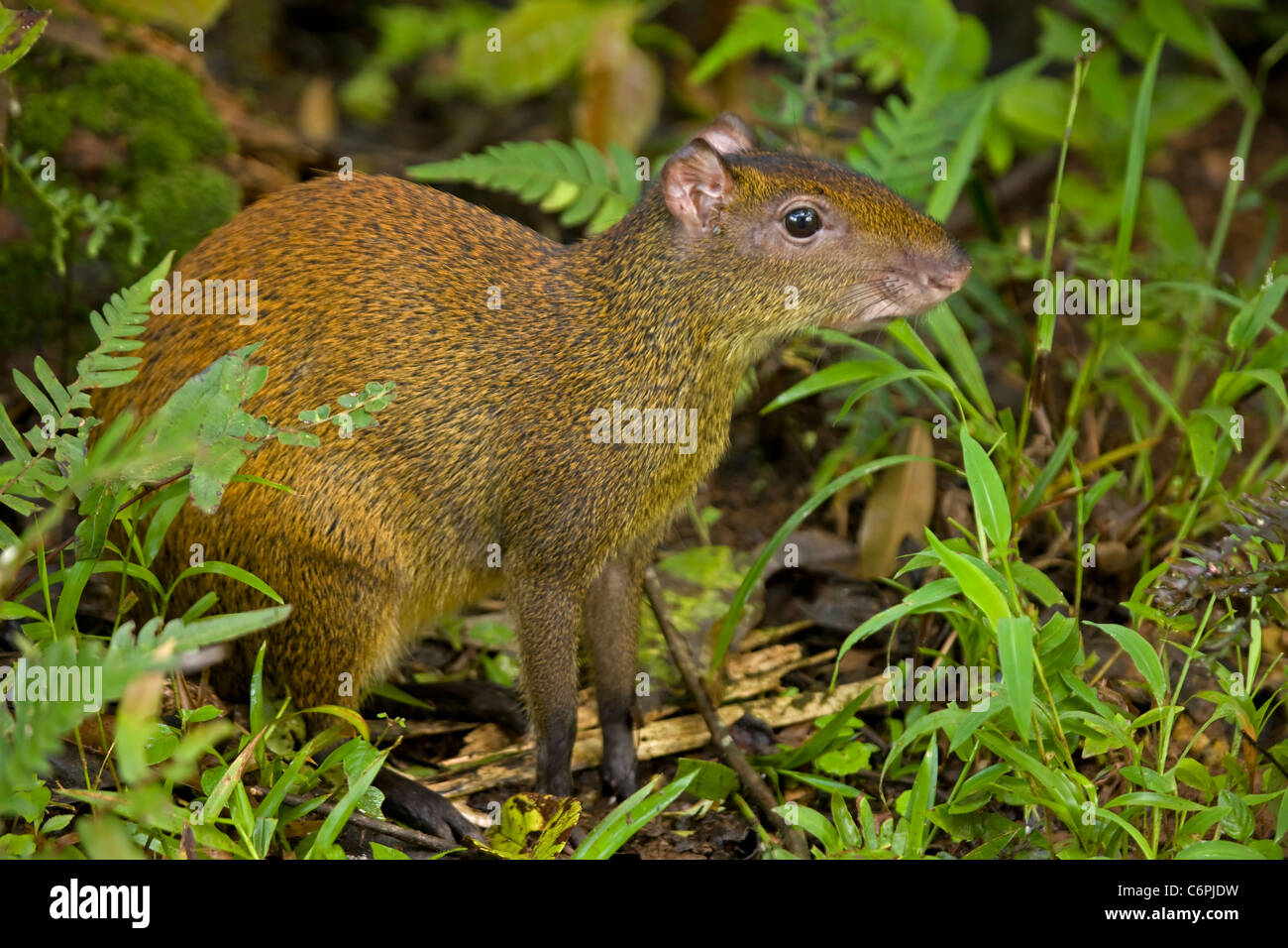Central American Agouti - (Dasyprocta punctata) - Costa Rica - Tropical  Rainforest - Rodent Stock Photo - Alamy