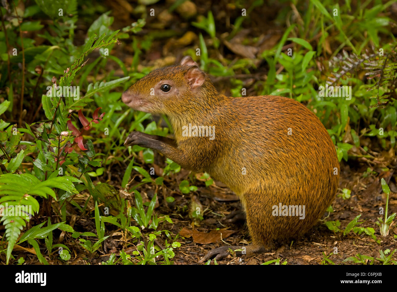 Central American Agouti - (Dasyprocta punctata) - Costa Rica - Tropical  Rainforest - Rodent Stock Photo - Alamy