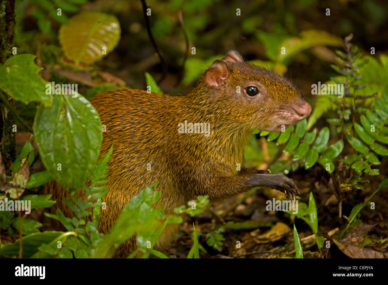 Central American Agouti - (Dasyprocta punctata) - Costa Rica - Tropical Rainforest - Rodent Stock Photo