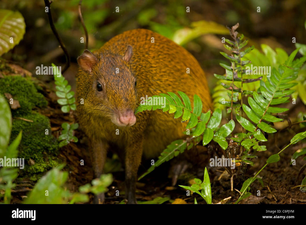 Central American Agouti - (Dasyprocta punctata) - Costa Rica - Tropical Rainforest - Rodent Stock Photo