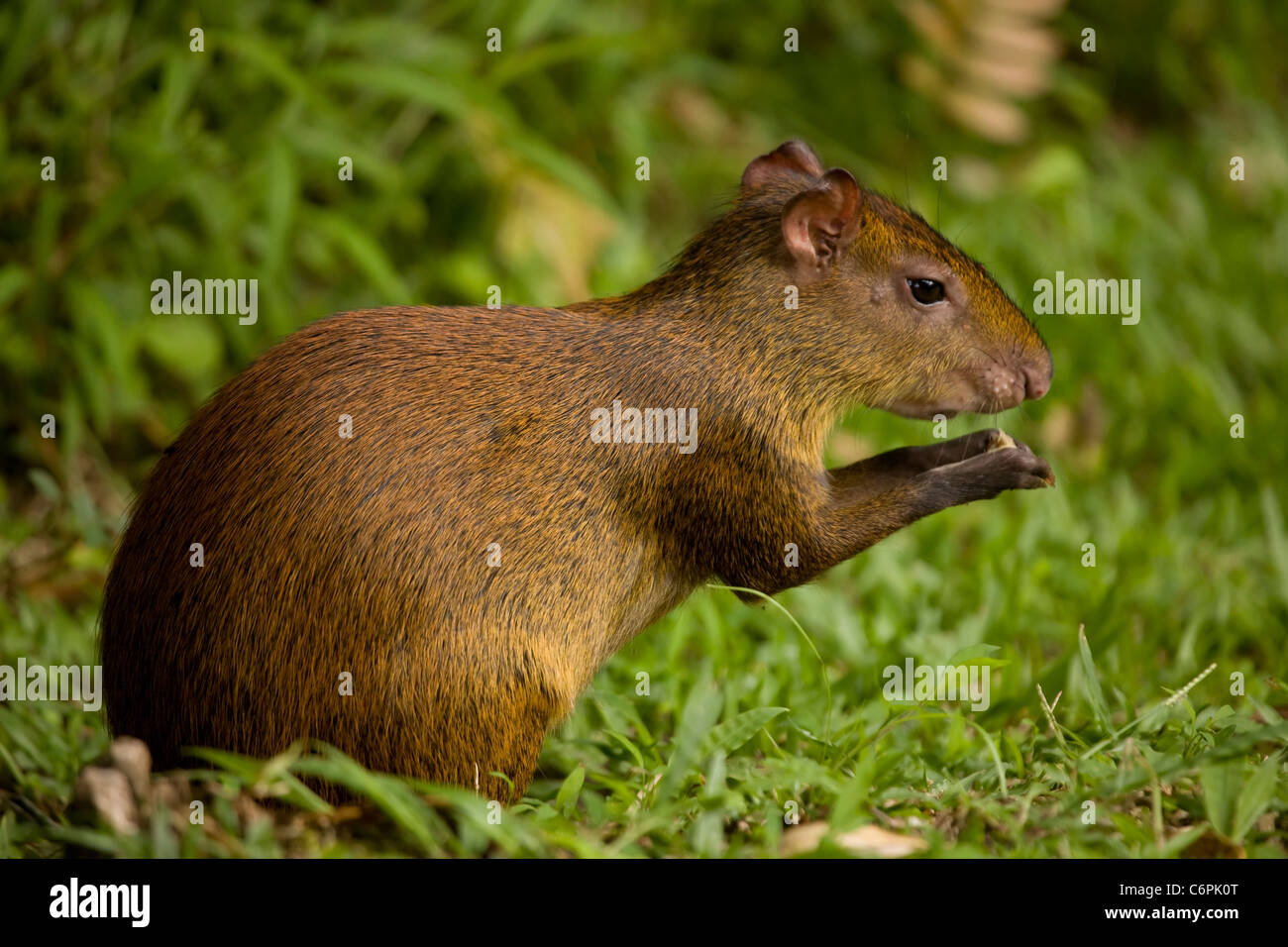 Central American Agouti - (Dasyprocta punctata) - Costa Rica - Tropical Rainforest - Rodent Stock Photo
